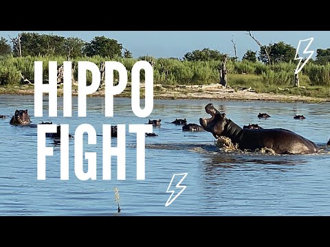 Hippo Fight on Safari in Botswana