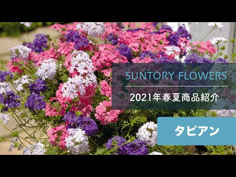 園芸 ナポリのサントリーナ