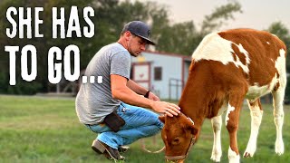WEANING and Selling a Calf - BUT not how other farms do it.