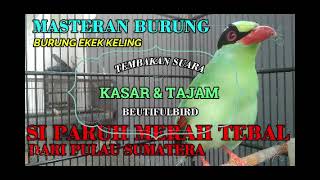 Download lagu MASTERAN BURUNG EKEK KELING ( KASAR DAN TAJAM ) SI PARUH MERAH TEBAL DARI PULAU SUMATERA mp3 Download lagu MASTERAN BURUNG EKEK KELING ( KASAR DAN TAJAM ) SI PARUH MERAH TEBAL DARI PULAU SUMATERA mp3