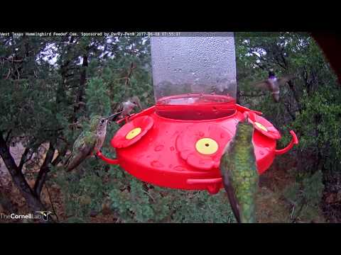 Male Black-chinned Hummingbird Hovers Over Nectar Port – June 8, 2017
