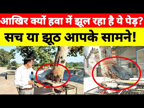Why is this tree swaying in the wind? True or false, right in front of you! #haryana36live
