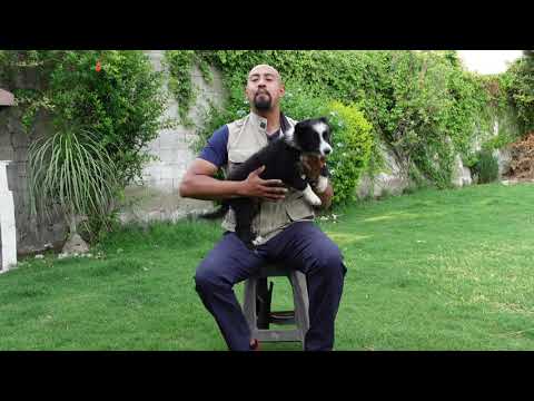 ADIÓS mordidas, a la hora de ACARICIAR A TU PERRO - Geo Rojas