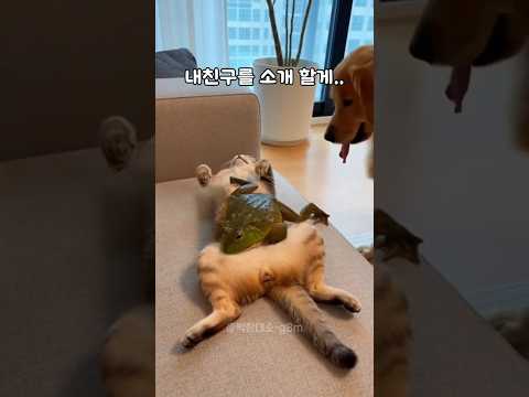 고양이에게 친구 소개 시켜주는 댕댕이 #유머 #개그 #코믹 #웃긴영상 #웃긴짤 #병맛 #funny #재미있는영상 #아재개그 #빵터짐