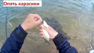 Ловля карасей на манку