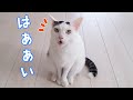 チロさんのYouTubeサムネイル