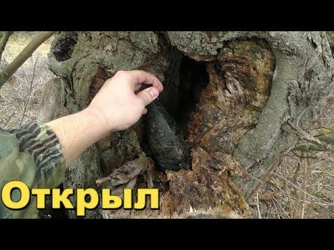 ЧТО МОЖНО НАЙТИ В СТАРОМ ДУПЛЕ СТОИТ ЛИ СОВАТЬ ТУДА РУКУ.