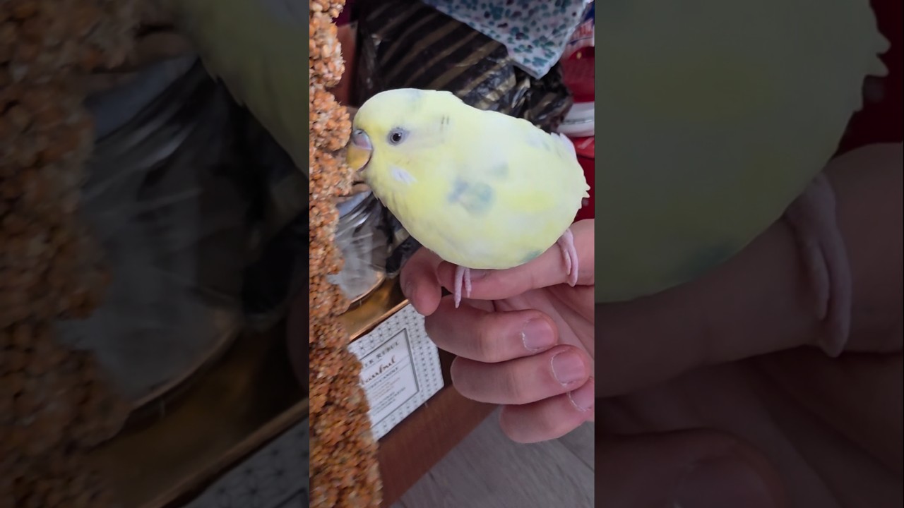 Kuşunuzun halsiz olup olmadığını nasıl anlarsınız? #birds #budgie