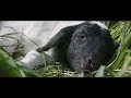 SuperSoul Short: Orphan Lamb Struggles to Find a Home in Apricot Lane Farms | SuperSoul Sunday | OWN