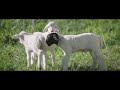 SuperSoul Short: Orphan Lamb Struggles to Find a Home in Apricot Lane Farms SuperSoul Sunday OWN thumbnail 3