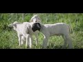 SuperSoul Short: Orphan Lamb Struggles to Find a Home in Apricot Lane Farms | SuperSoul Sunday | OWN