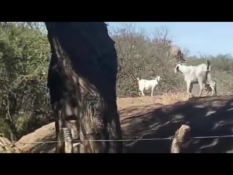 Vida de Campo en Villa de Soto, Córdoba, Argentina.#villadesoto