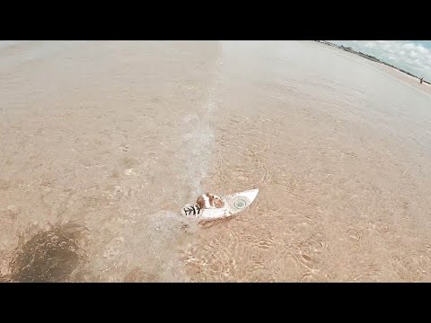 Tiny Mouse Rides On Custom-Made Surfboard