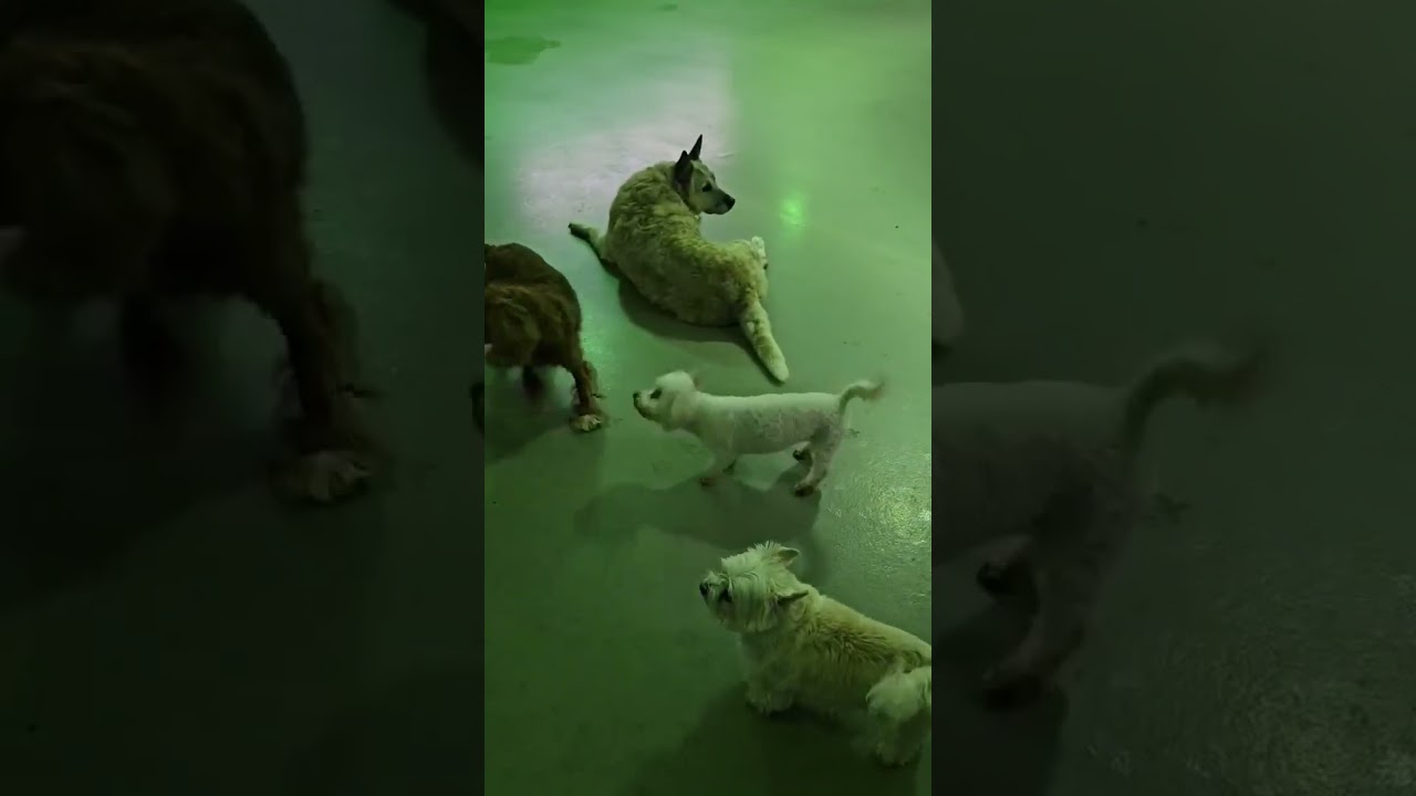 Dee Dee, a ADOPTABLE Bichon Frise in Kansas City, MO video 3/5