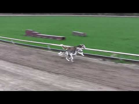 Jaisalmer Abayomi & Jaisalmer Abhiruchi 18.5.21