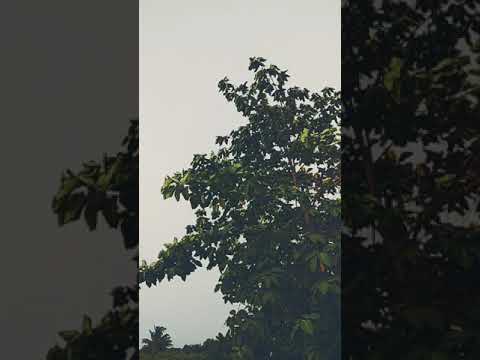 Thodi sagar nilayi ! thode shankh nni shimple !Marathi song! nature's beauty!#vadalvat#hearttouching