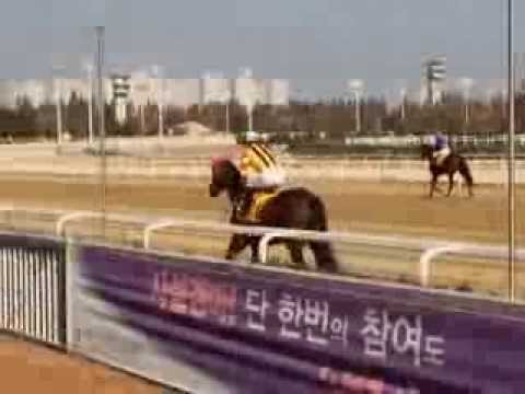 Horse racing in Seoul