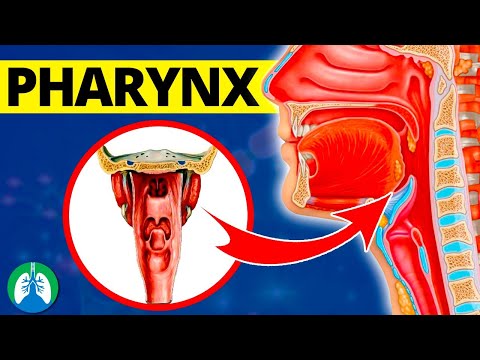Pharynx (Medical Definition) | Quick Explainer Video