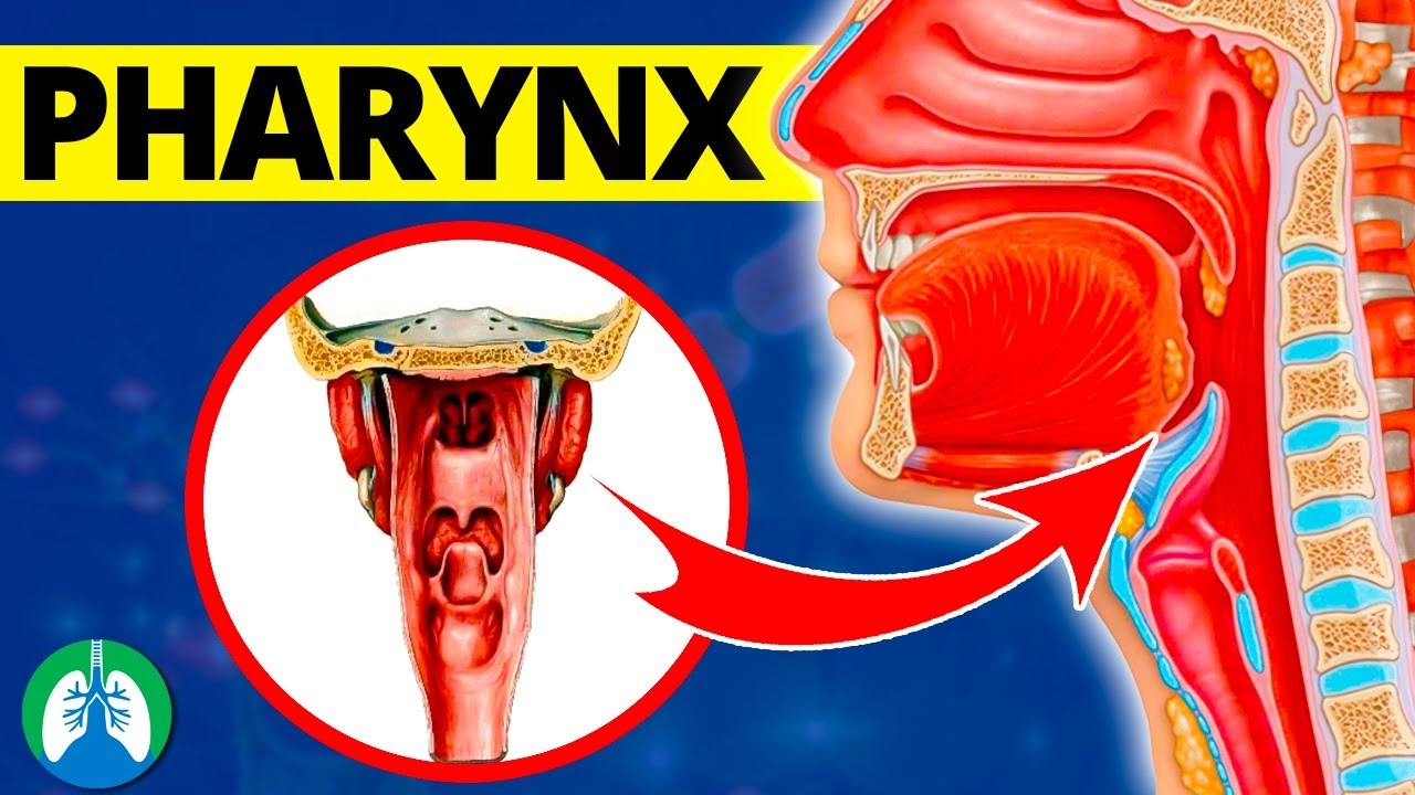 Pharynx (Medical Definition) | Quick Explainer Video