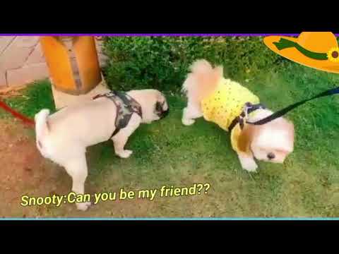 Puggu The Pug Meets A New Friend #pug #cute #pugvideos