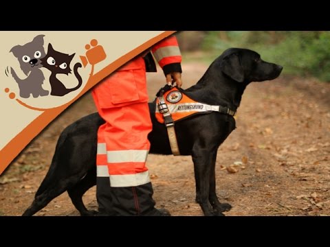 download lagu mp3 mp4 Ausbildung Suchhund, download lagu Ausbildung Suchhund gratis, unduh video klip Ausbildung Suchhund
