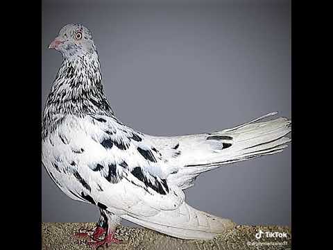 Racing Pigeon Is The Best #racingpigeon #pigeon #tiktok #shortsvideo #kalapati