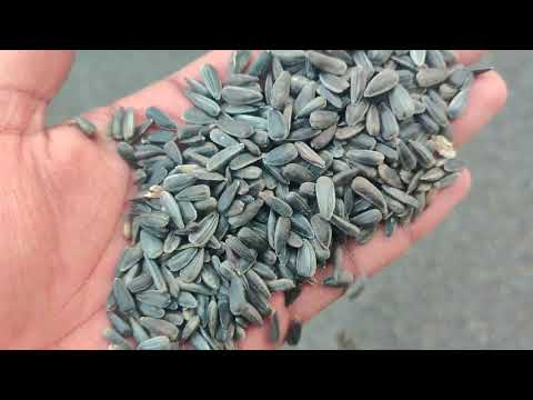 Dried natural sunflower seeds - surajmukhi seeds