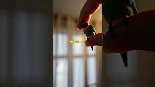 This Tiny Parrot Thinks You’re Going to Squeeze Him 🦜😳💗 #parrot #cuteanimals #tinypets #petlovers