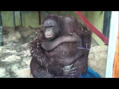 Fat Orangutan Fail [ORIGINAL]