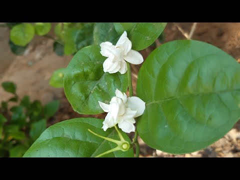 Jasminum sambac flower 🌸 | mogre ke fool 💮