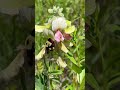 #bombus griseocollis on Tephrosia virginiana #nativeplants #mississippi