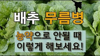 배추 무름병 농약으로 안될 때 이렇게 해보세요. #주말농장 #김장배추 가꾸기 #무름병 예방과 치료하기.