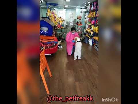 Funny video dog grooming