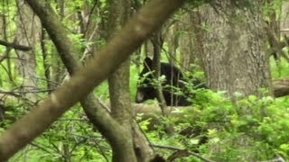 Mother Black Bear With Cubs - 2013