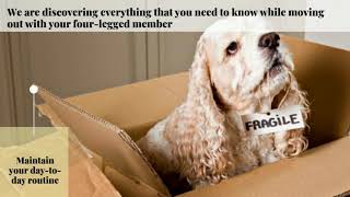 Moving With Pets Everything You Need to Know