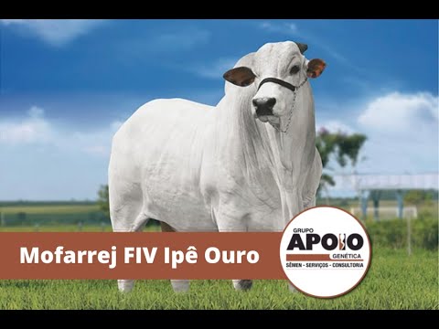 Touro Mofarrej FIV Ipê Ouro - Raça Nelore