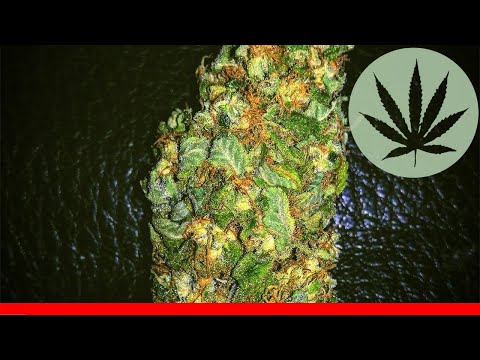 White Widow - All About This Strain