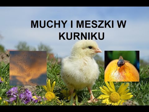 Odcinek 510 MUCHY I MESZKI W KURNIKU JAK ZWALCZAĆ I ZAPOBIEGAĆ? PORADY I WSKAZÓWKI