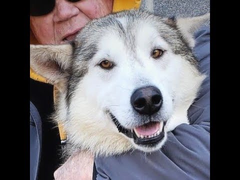 CRUZ-Adopted, an adopted Alaskan Malamute in Indianapolis, IN_image-1