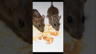 Cat TV - Mouse Video for Cats to Watch #shorts #cattv #mousevideos