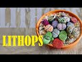 LITHOPS PROPAGATION FROM SEEDS | Germination period & care