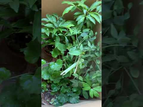 鉢植えで育てたゼラニウムを越冬させる時期と方法