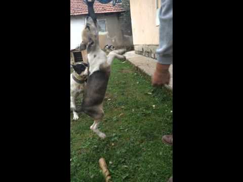 charli x rizlla = Hira (Ferizaj) two months