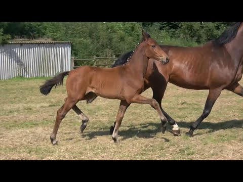 *2021 Stute von Vivino - Bordeaux SOLD!!!