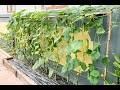 growing cucumbers at home