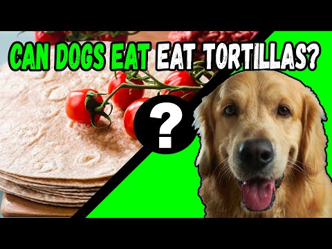 Can Dogs Eat Tortillas?