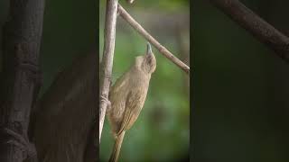 Download lagu suara khas burung merbah belukar//#kicaumania #merbah #trucuk#burungkicaudialamliar #birds mp3