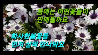 곧 봄이 올것같은 날씨라서 봄꽃들좀  올려봐요   #양재동꽃시장  #봄꽃  #flower