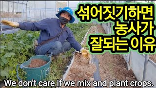 텃밭에 농작물을 섞어 지어야 하는 이유! We don't care if we mix and plant cro…