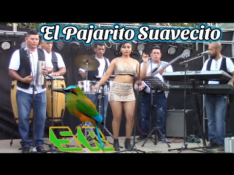 El Pajarito Suabecito (c) Los Rollins de San Miguel